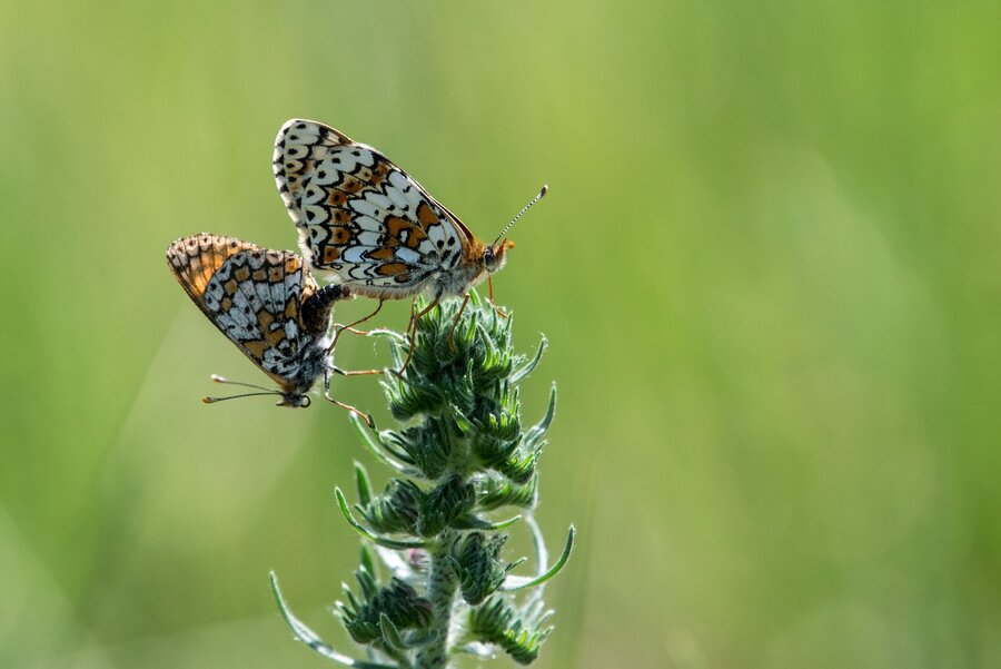 Eine Landschaft hat sich verändert. Text-Bild-Impressionen der Gohrischheide des Naturfotografen Steffen Petrenz.