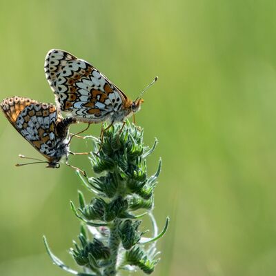 Eine Landschaft hat sich verändert. Text-Bild-Impressionen der Gohrischheide des Naturfotografen Steffen Petrenz.